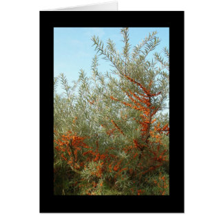 Arbuste aux baies d'Orange