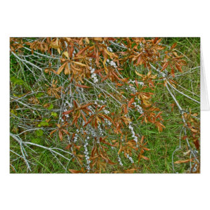 Arbuste Bayberry d'automne
