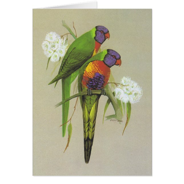 Arc-en-ciel Lorikeet - haematodus de Trichoglossus (Devant)