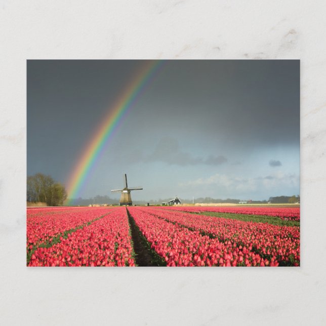Arc-en-ciel, tulipes et carte postale (Devant)