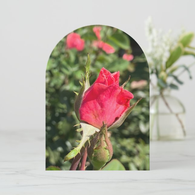 Arche de jardin Rosebud, carte à plat (Debout devant)