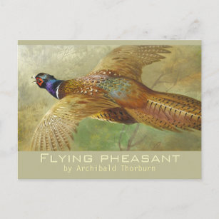Archibald Thorburn Flying Pheasant CC0679 Carte po
