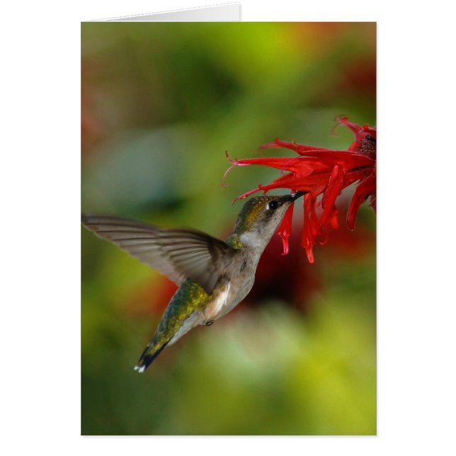 Archilochus Colubris à gorge rubis (Devant)