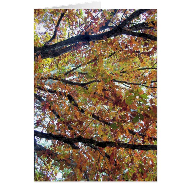 Arcs-en-ciel (Devant)