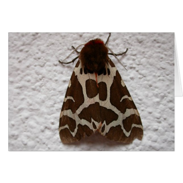 Arctia caja (Devant horizontal)