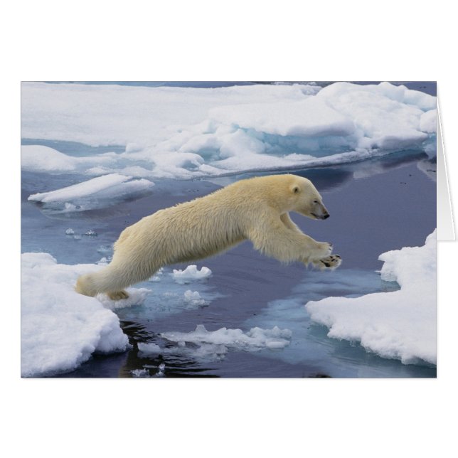 Arctique, Svalbard, Ours polaire s'étendant (Devant horizontal)