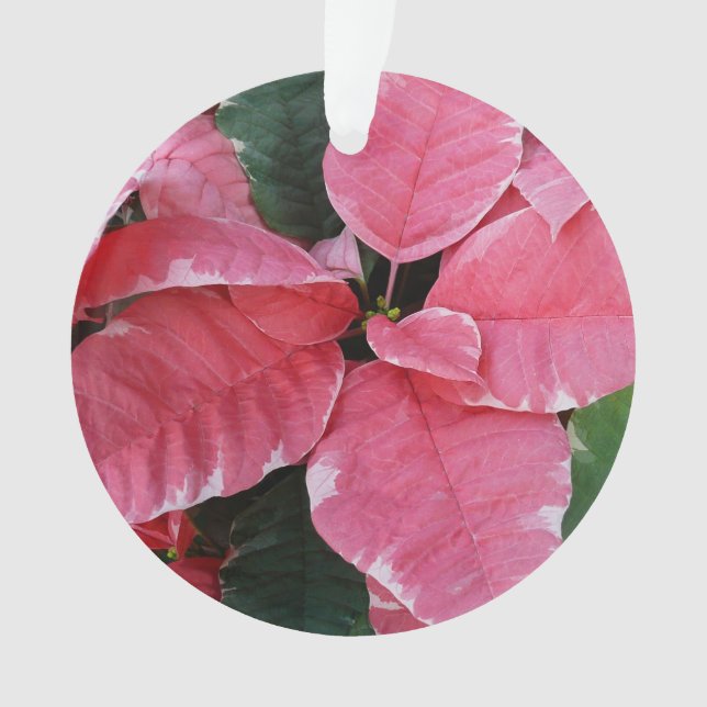Argent Star Marbre Poinsettias Pink Holiday Floral (devant)