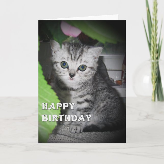 Argent tacheté - Kitten Carte d'anniversaire (Devant)