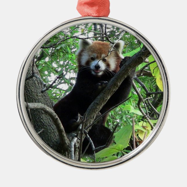 Argenté Ornement rond de la meilleure qualité de panda (Devant)