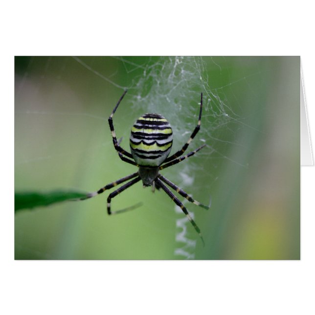 Argiope bruennichi (Devant Horizontal)