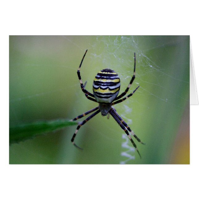 Argiope bruennichi (Devant horizontal)