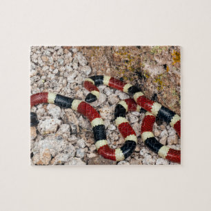 Arizona Coral Snake Jigsaw Puzzle