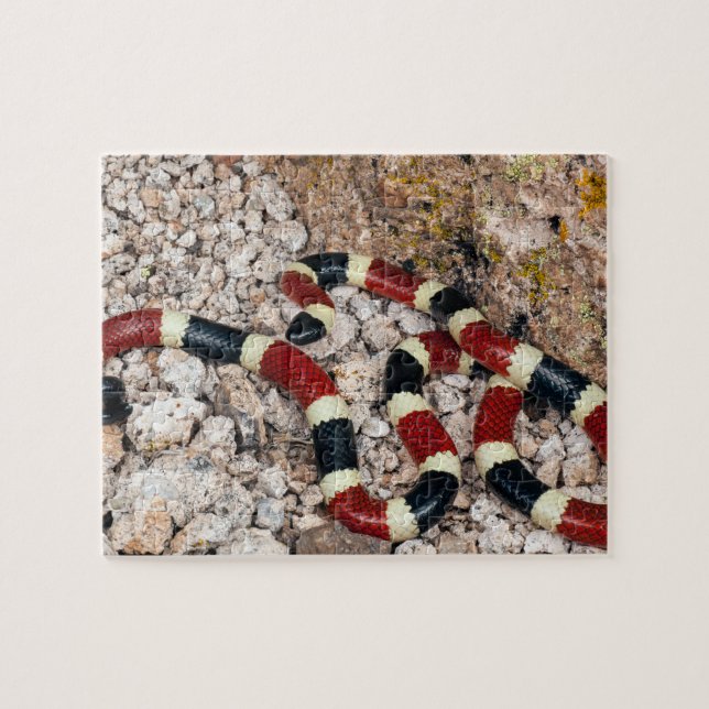 Arizona Coral Snake Jigsaw Puzzle (Horizontal)