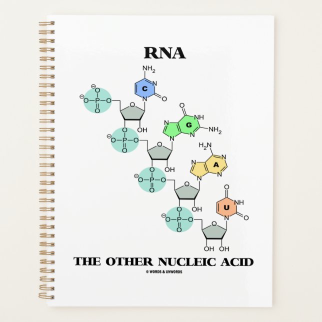 ARN L'autre structure chimique acide nucléique (Devant)