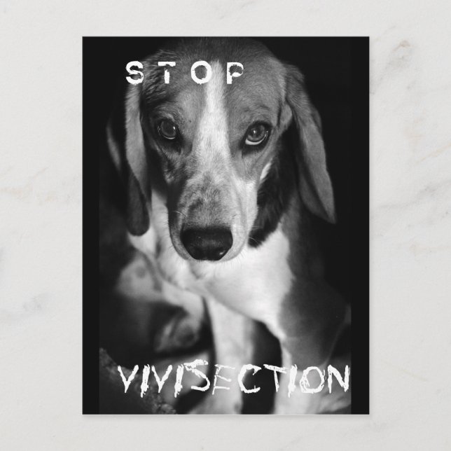 Arrêter la vivisection - Carte postale (Devant)