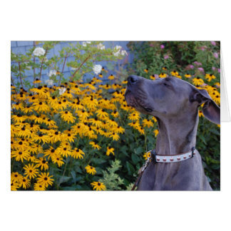 Arrêtez et sentez la carte Fleurs