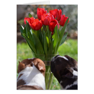 Arrêtez et sentez les tulipes