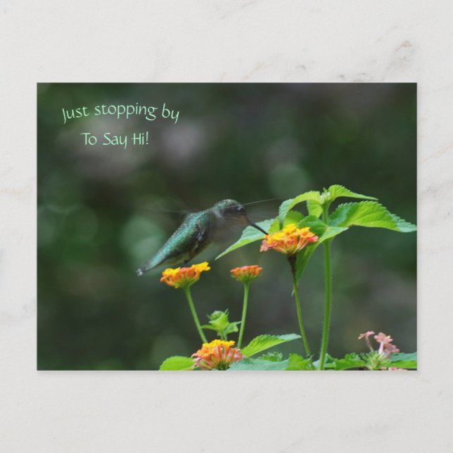Arrêtez-Vous Juste Par Carte Postale Hummingbird (Devant)