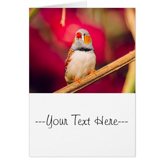 Arrière - plan rose Zebra Finch (Devant)