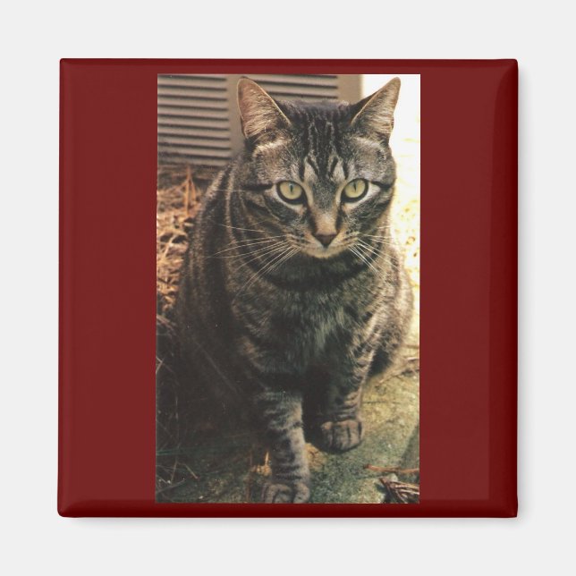 Arrière - plan Tabby Cat Magnet Maroon (Devant)