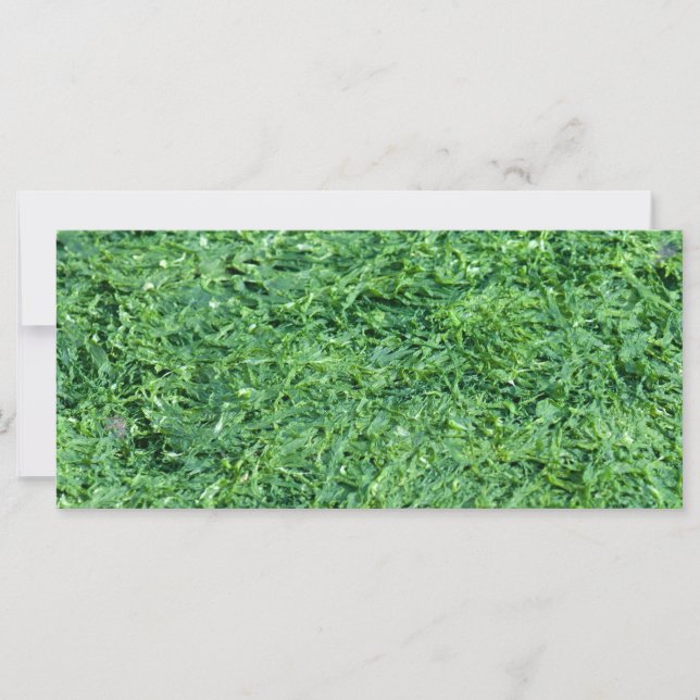 Arrière - plan vert d'algues (Devant)