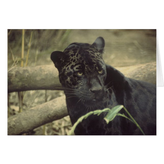 Art Black_jaguar (Devant Horizontal)