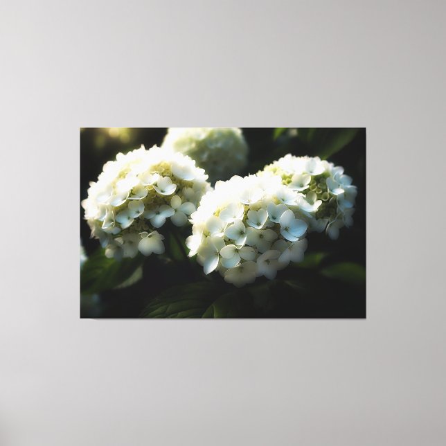 *~* Art Blanc Hydrangea TV2 toile étirée Impressio (Recto)