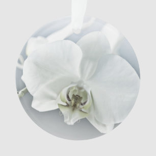 Art botanique de l'orchidée blanche élégante