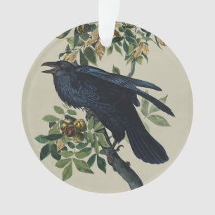 Art de la nature de l'oiseau corbeau vintage Audub