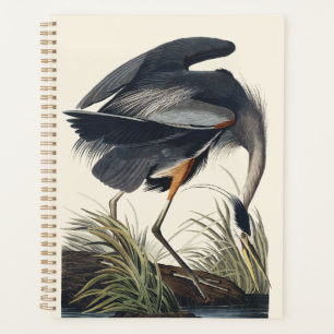 Art de la nature de l'oiseau héron bleu de Audubon