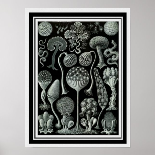 Art de la nature Poster "Mushroom Spores" 12 x 16 (Devant)