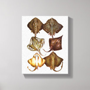 Art de toile enveloppé par #3 de pastenague