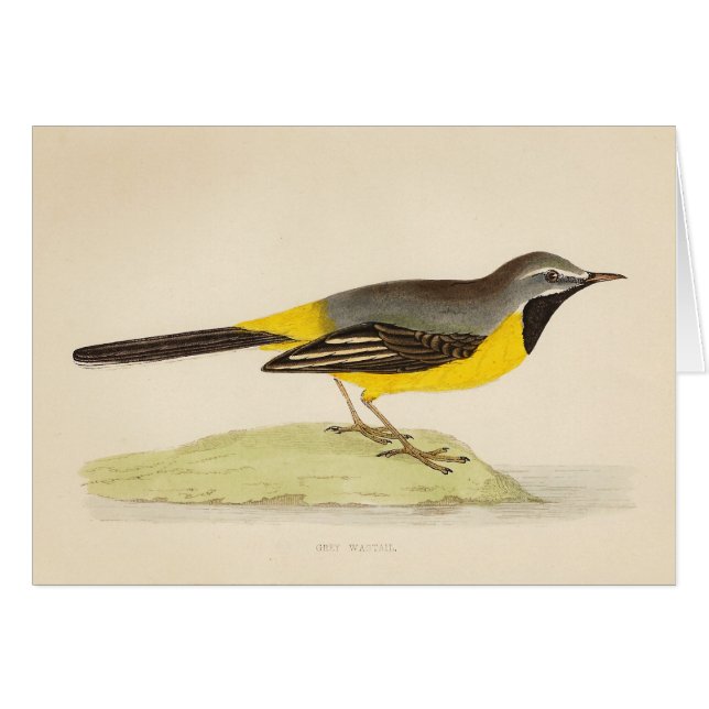 Art gris antique de hochequeue (Devant Horizontal)