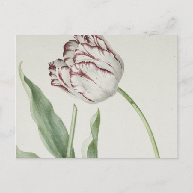 Art hollandais vintage : Carte postale Tulip blanc (Devant)