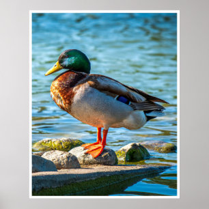 Art mural canard colvert mâle Oiseau au bord du