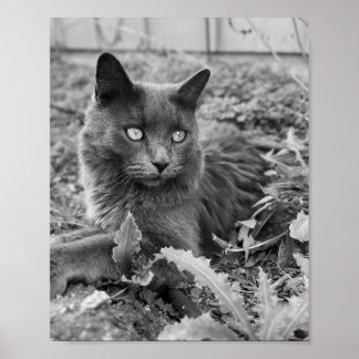 art mural de chat