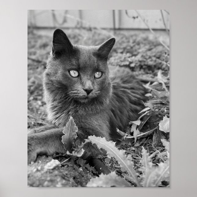 art mural de chat (Devant)