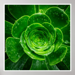 Art mural de succulente verte Impression botaniq