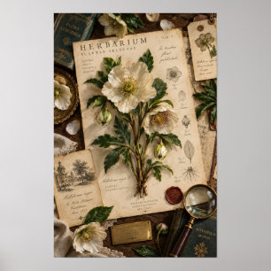 Art mural d'étude de l'herbier de l'hellébore blan