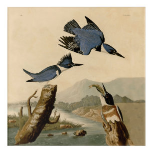 Art Mural En Acrylique Audubon Belted Kingfisher Wildlife Bird