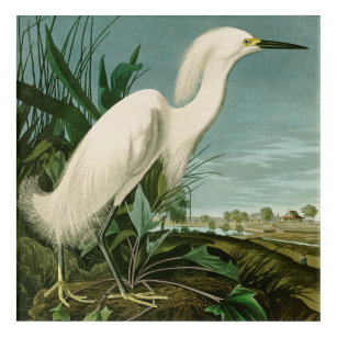 Art Mural En Acrylique Audubon Héron de neige Oiseaux d'aigrettes blanche