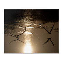 Becasseaux à Front Noir sur un Lac Doré, 2ème part