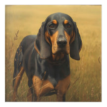 Coonhound noir et feu