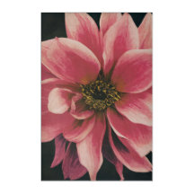 Dahlie (homonymie)