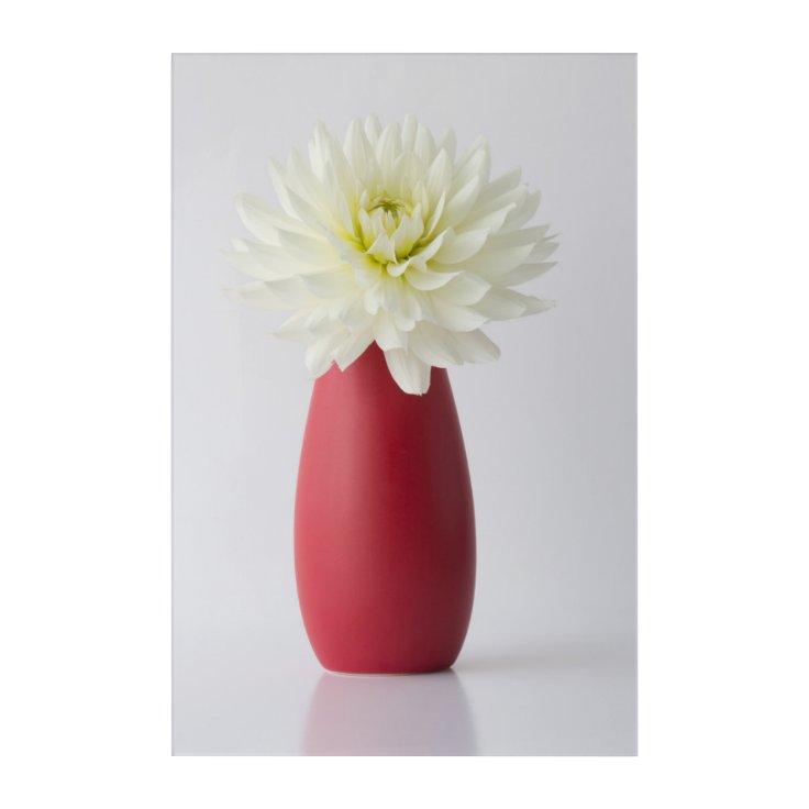 Art Mural En Acrylique Fleurs | Dahlia blanche dans le vase rouge |  Zazzle.fr