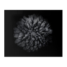 Fleurs De jardin En Noir Et Blanc No 68