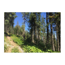 Forest Trail sur Mt Spokane Washington Acrylique A