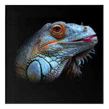 Iguana Bleue Cool