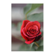Impression acrylique Élégance rose rouge Photograp