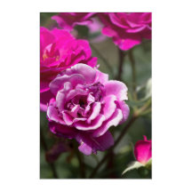 Impression acrylique Photographie de belles roses